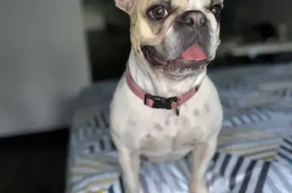 Lost Dog in Hammond: KoKo Needs Meds