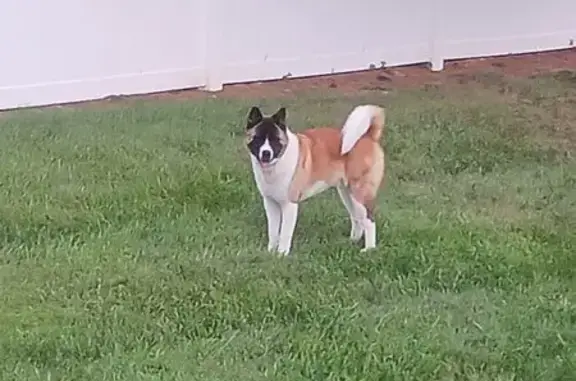 Lost Dog: Black & White on Parker Rd
