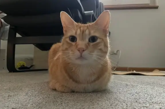 Lost Orange Tabby: Ginger in Naperville