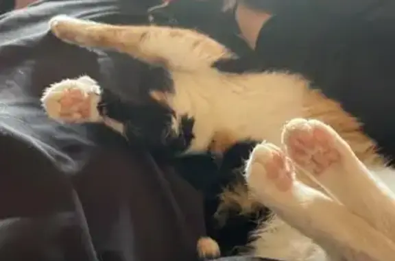 Lost: Sweet Pregnant Calico Cat Trip