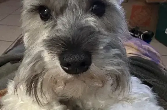 Lost Silver & Black Dog - Anabella St
