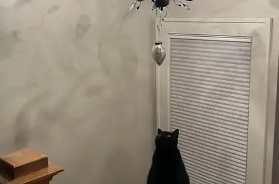 Lost Black Cat: Check Garages on 17th Ave