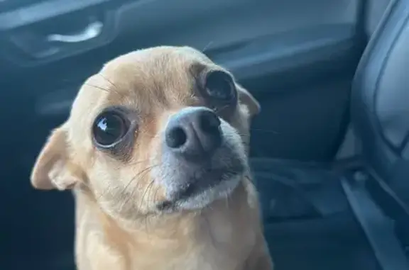 Lost Tan Chihuahua on Boonslick Rd