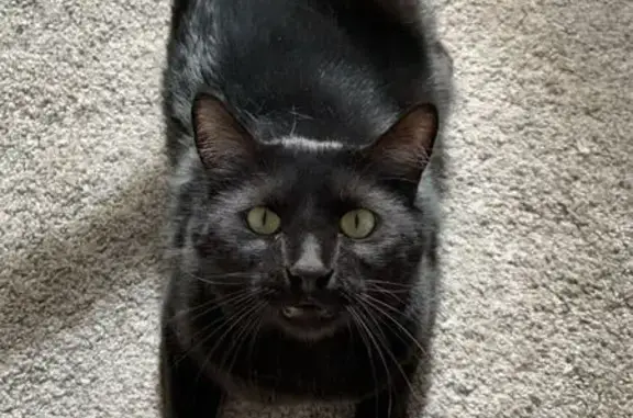 Lost Black Cat: Chubby, Green-Eyed, Clawed