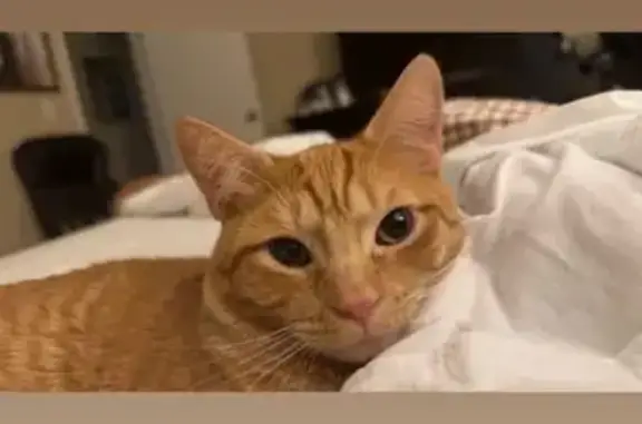 Lost Friendly Cat: Marshall in Columbus