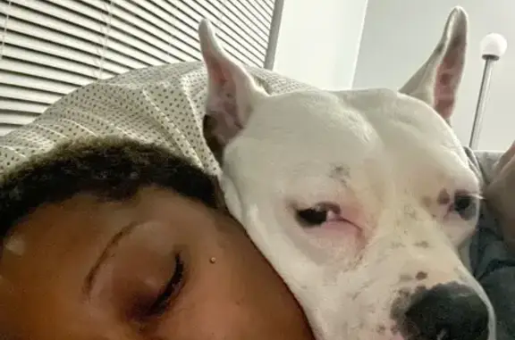 Lost Pitbull: Playful Cherry Needs Home
