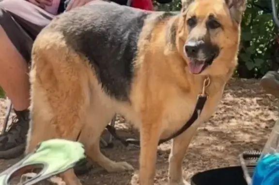 Lost German Shepherd in Western Hills!