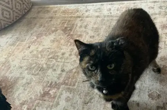 Lost Tortoiseshell Manx Cat: No Tail