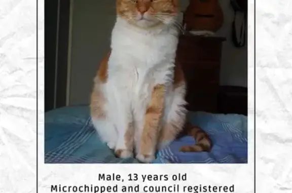 Lost Tabby: Heart Patch & White Streak