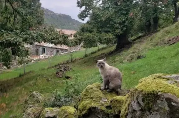 Animaux perdus , photo: Chat perdu : Sohan, croisé siamois, Montchaboud