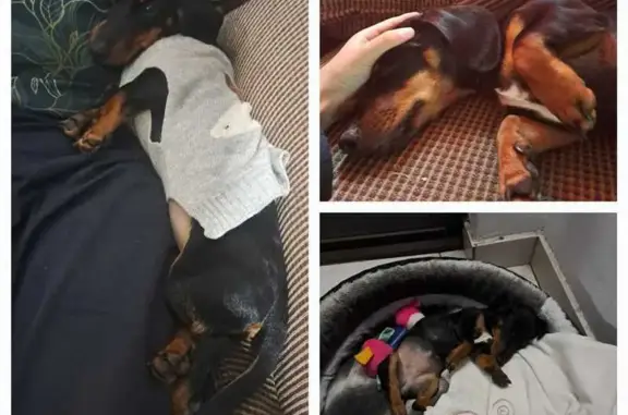 Lost Dog: Black with White Spot - Alberton