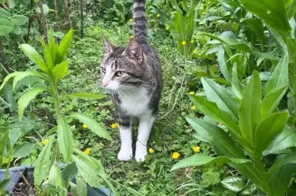 Animaux trouvés , photo: Chat sociable trouvé Route de la Mairie