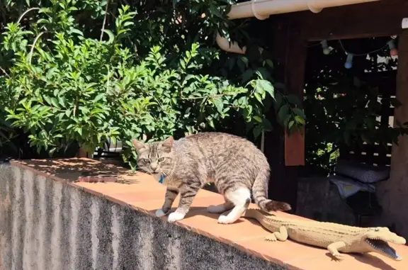 Animaux trouvés La Farlède, photo: Chat trouvée avec collier bleu à La Farlède