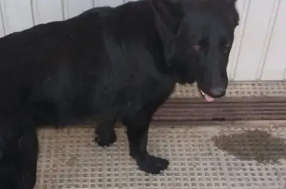 Perro Pastor Alemán Negro Perdido en Hellín