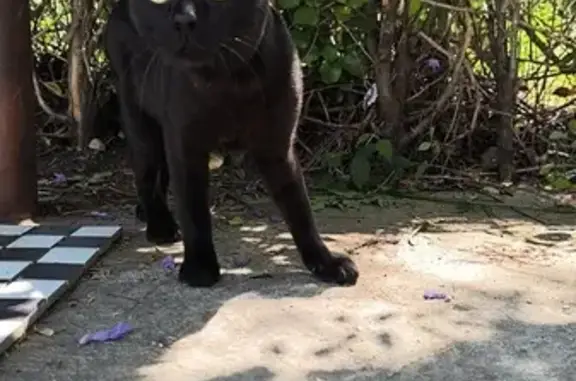 Gato Negro Cariñoso Busca Hogar en Sevilla