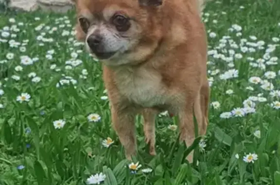 Animaux perdus Mane, photo: Chien marron perdu, 14 ans, puce, Mane