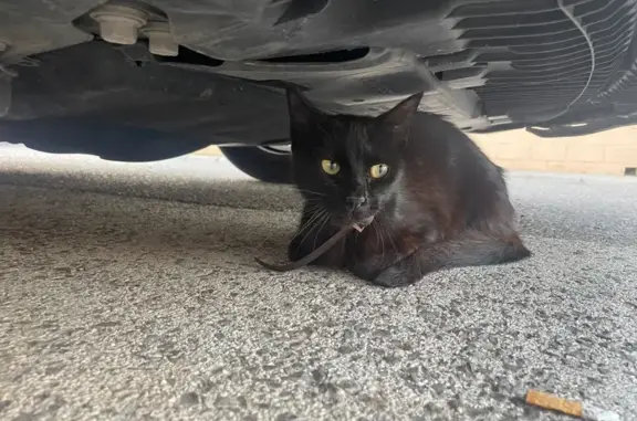 Gato Negro Perdido en Cartagena: Calle Potosí