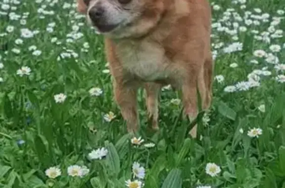 Animaux perdus Mane, photo: Chien perdu: Gucci, fauve, vieux, peureux