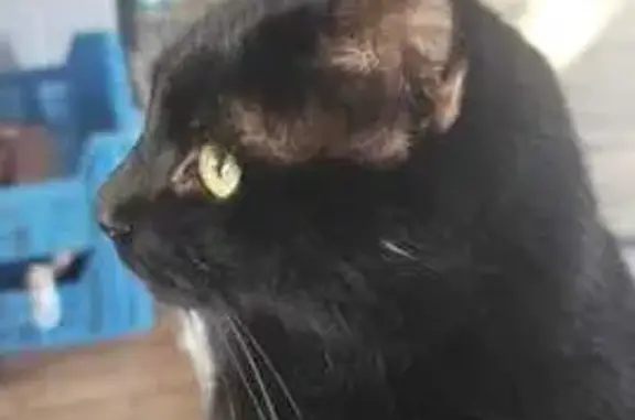 Chat perdu, Hayange, photo: Chatte Pluma perdue à Hayange