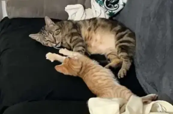 Chat perdu, gros, égratigné, Pont-du-Château - photo