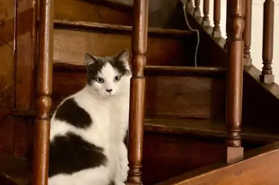 Chat perdu, Tours, photo: Chat perdue, peureuse, rue St-Libert, Tours