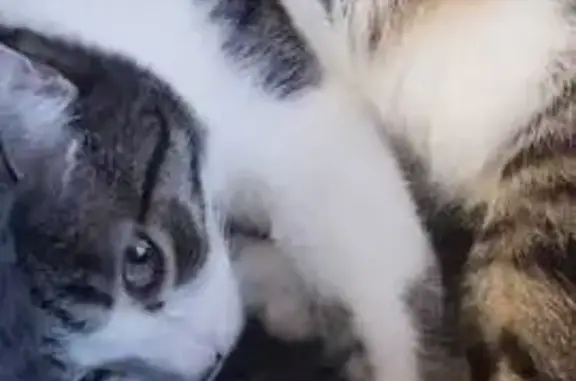 ¡Ayuda! Gato perdido en Velilla de San Antonio