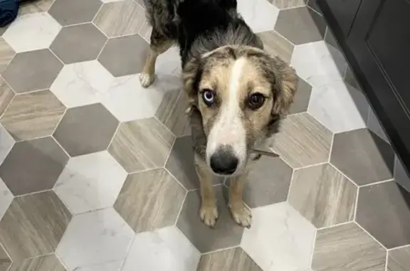 Chien trouvé , photo: Chienne trouvée, calme et câline, Bus-la-Mésière
