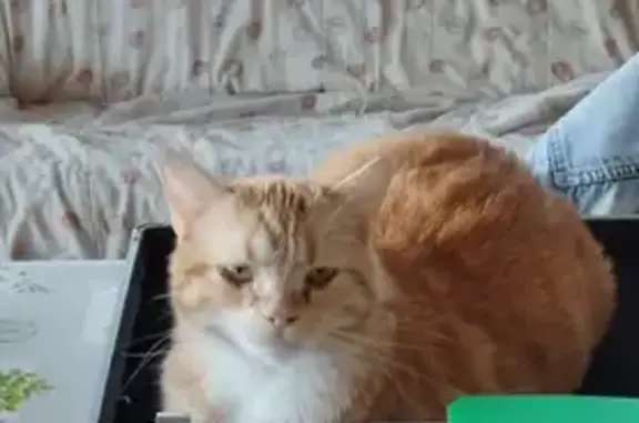 Chat perdu, Lure, photo: Chatte rousse perdue, Lure, Av. Carnot