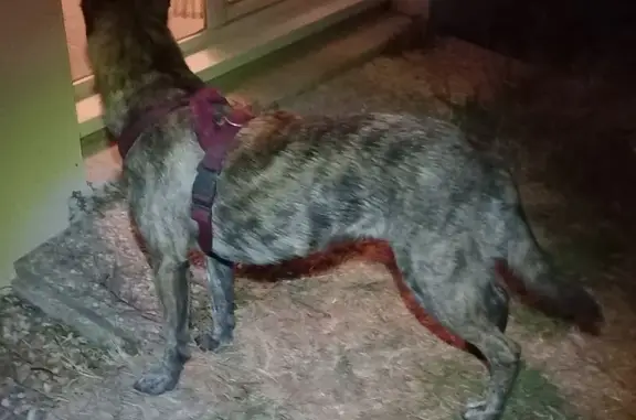 Chien trouvé , photo: Chien Croisé Malinois Bringé Trouvé à Allonnes