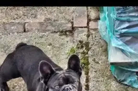 Chien noir perdu avec harnais à Labeuvrière - photo