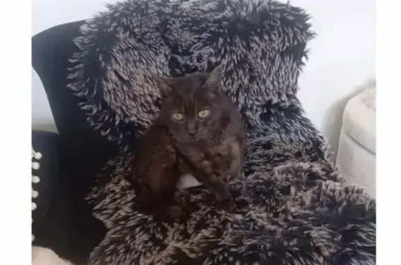 Chat perdue le 24 mai à Gujan-Mestras - photo