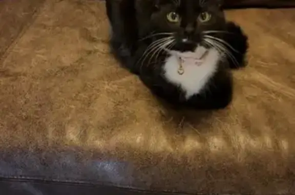 Lost Cat: Pink Collar, Riverside Rd