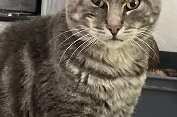 Chat gris tigré perdu à Hérimoncourt - photo