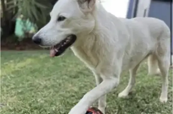 Lost: Friendly White German Shepherd Mix