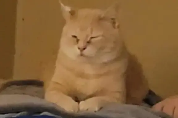 Lost Flat-Faced Cat: White Ear Spot