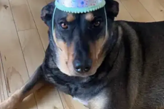 Lost Dog: Black & Tan Baily in Helena