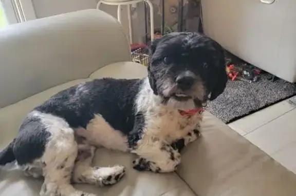 Lost Dog: Pongo with Christmas Collar