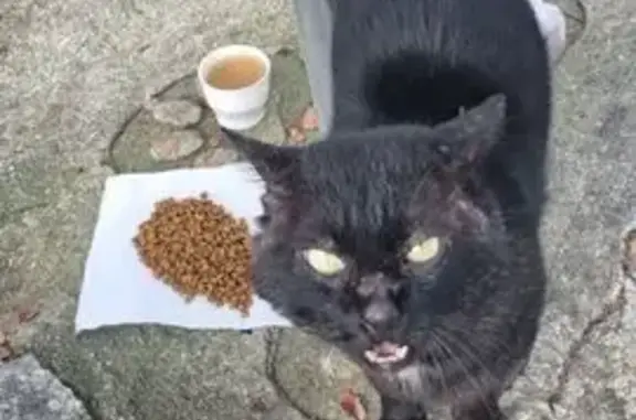 gato encontrada