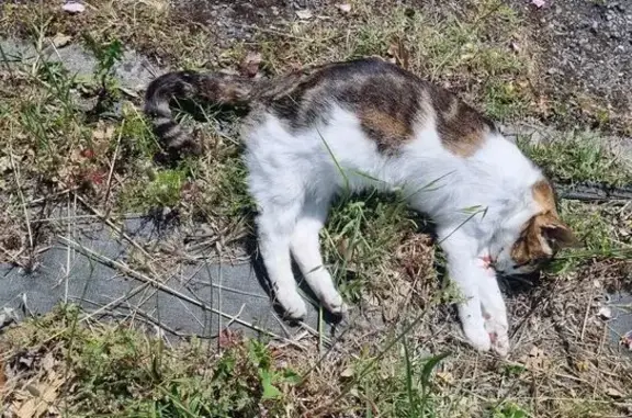 Chat trouvé décédé à Tournefeuille - photo
