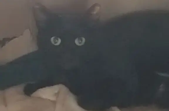Animaux trouvés Golbey, photo: Chatte noire et ses petits trouvés à Golbey