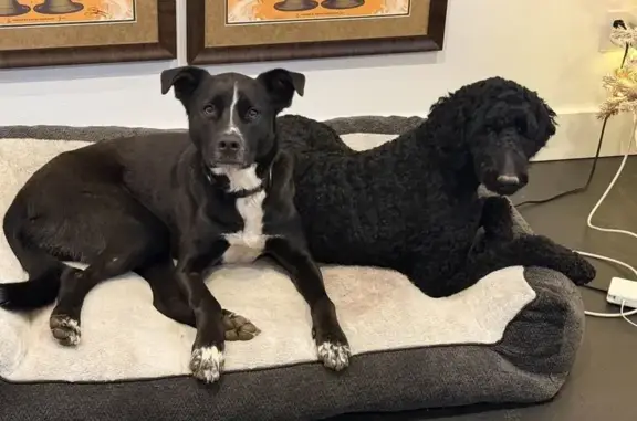 Lost Dogs: Black Lab/Pit & Doodle Duo