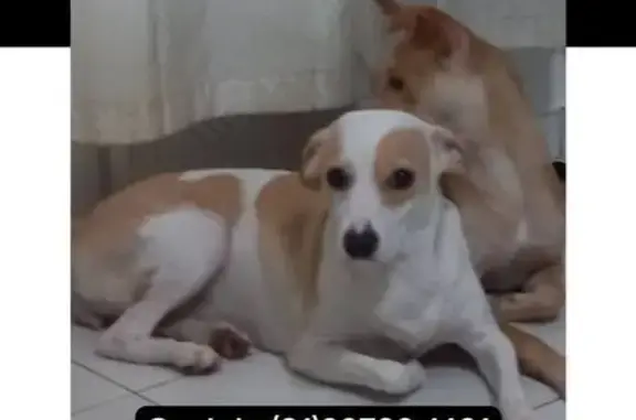 cachorro desaparecida