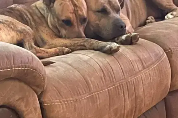 Lost Brindle Dogs on Moomaw Ave NW