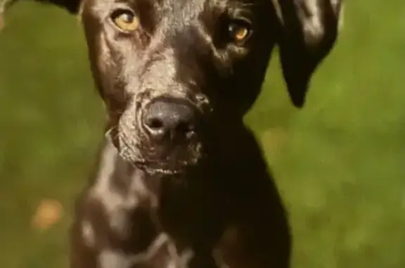 Lost Injured Brown Lab Puppy in Miramar