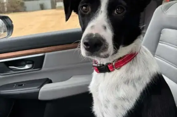 Lost Border Collie on Indiana Pathway