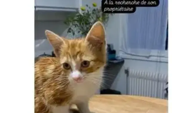 Chaton caramel apeuré trouvé à Olivet - photo