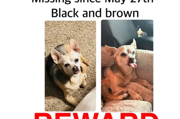 Help Find Our Lost Small Dog - Avondale