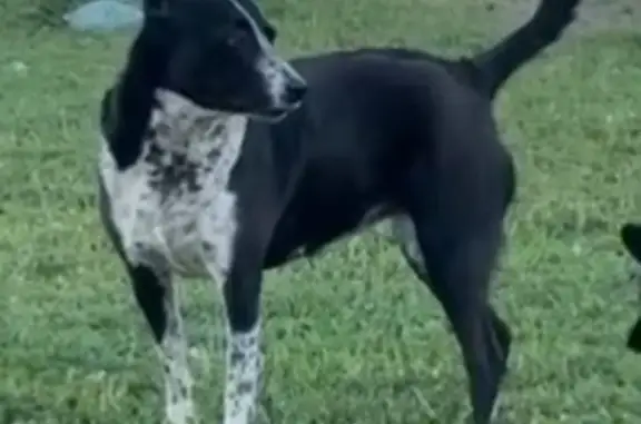 Lost Dog: Black & White, Sandy Area
