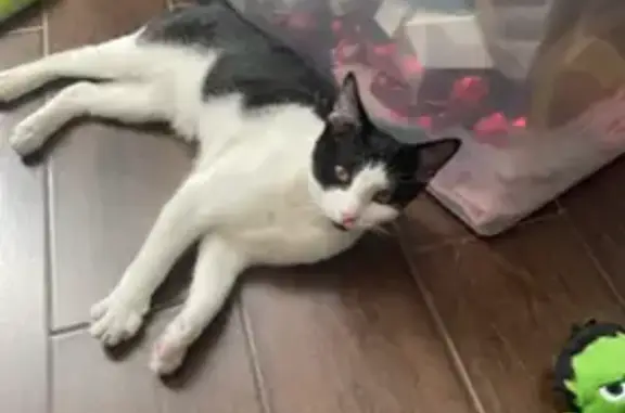 Lost: Sweet 6-Month-Old Cat Oreo