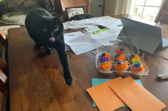 Lost Black Cat on Jethro Lane, Yorktown